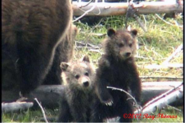 Obsidian's cubs Spring 2000